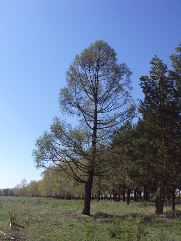 Посадка хвойных крупномеров